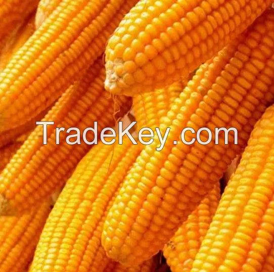 Yellow & white corn for Both Human and Animal Consumption