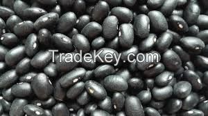 black kidney beans with size 500-550 grains for 100g