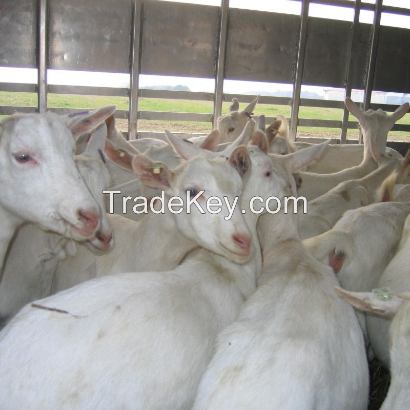 Saanen goats for sale