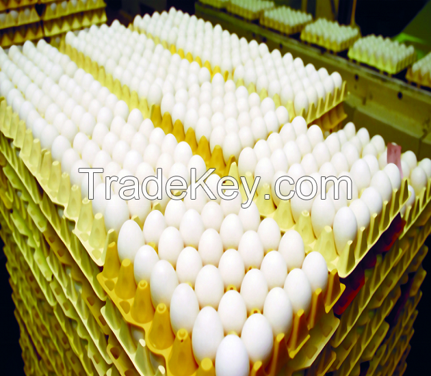 Fresh White Chicken Table Eggs for Sale