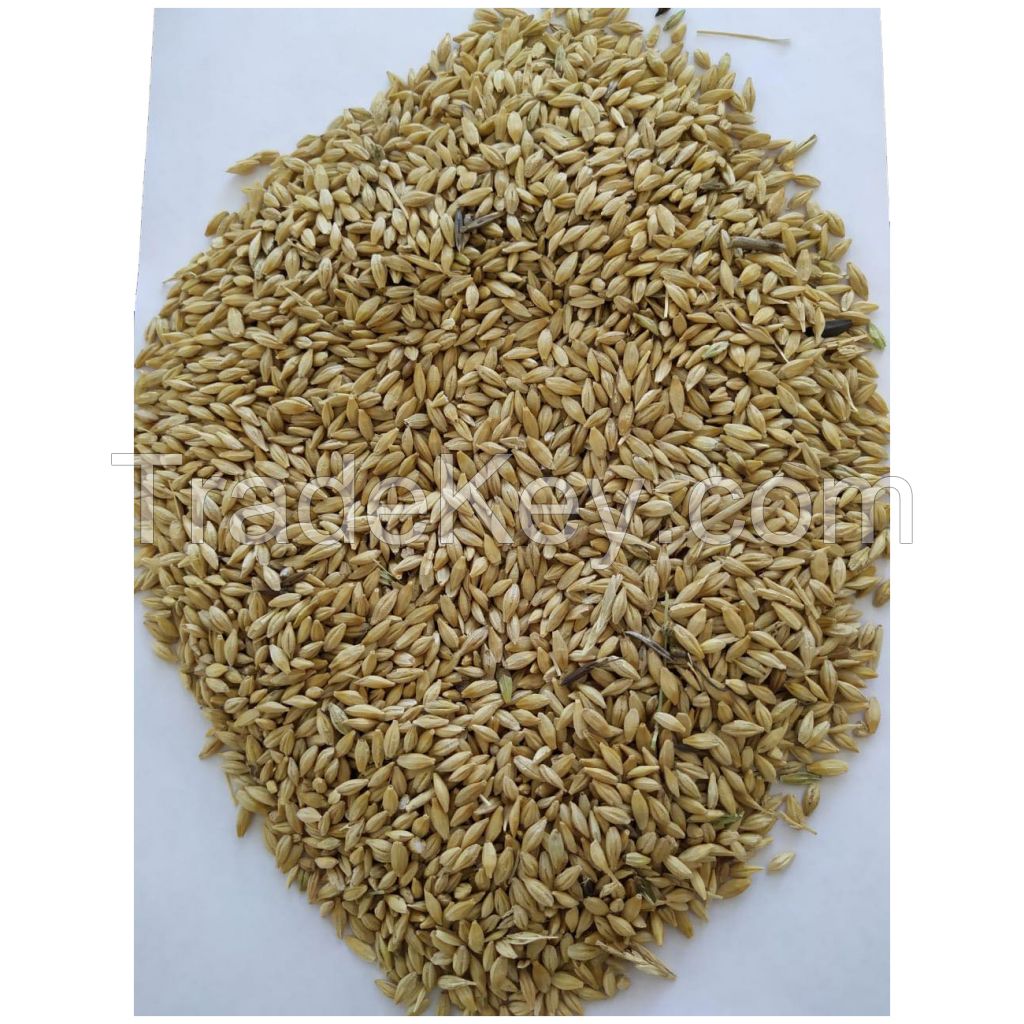 Quality Natural Barley Grain in bulk, wholesale prices