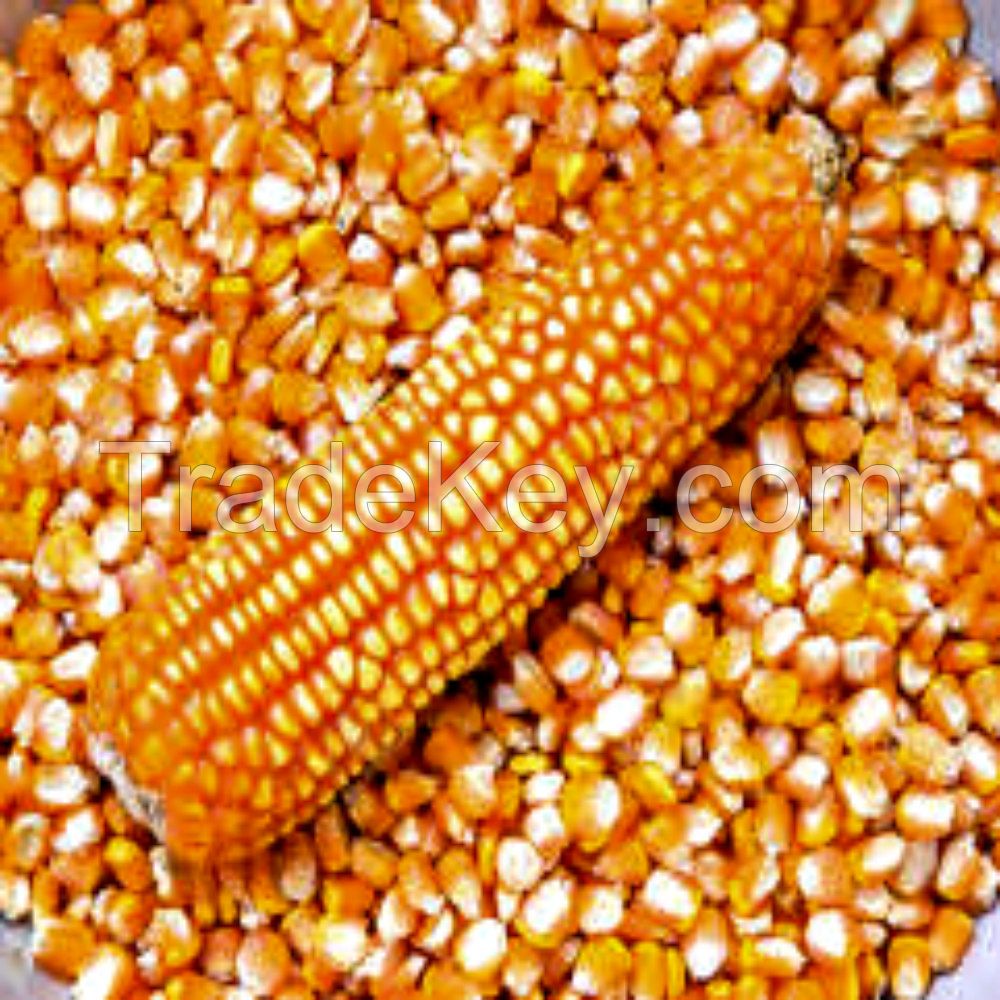 GRADE 1 Non GMO White and Yellow Corn/Maize