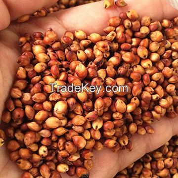 Top Quality Food Grade Delicious Red Sorgum