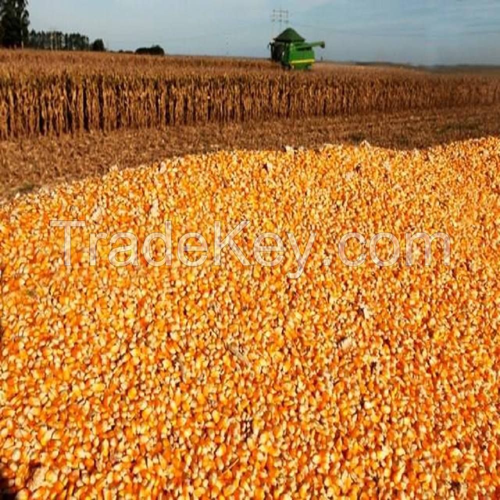 Yellow and white corn for animal feed