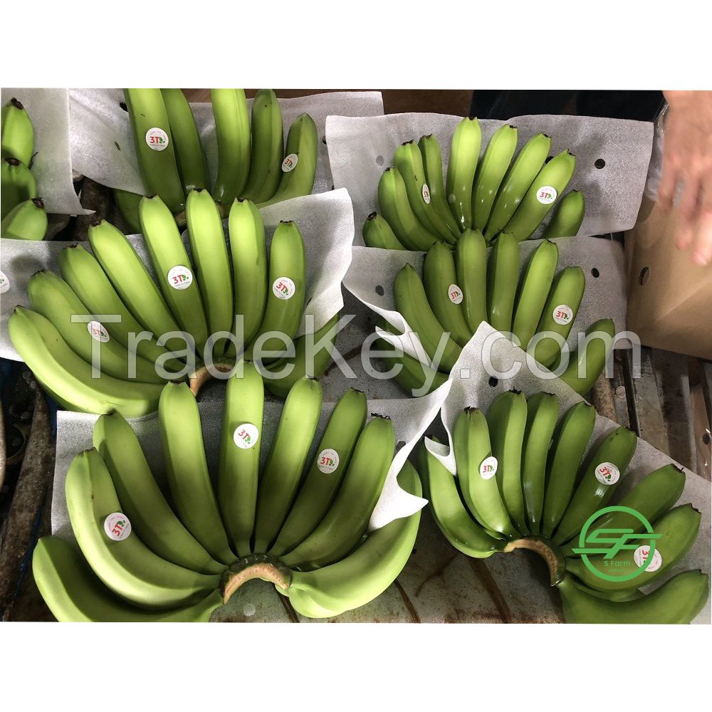 High Quality Green Fresh Cavendish Banana