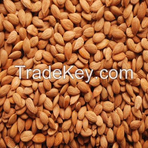 Quality Apricot Kernels for sale