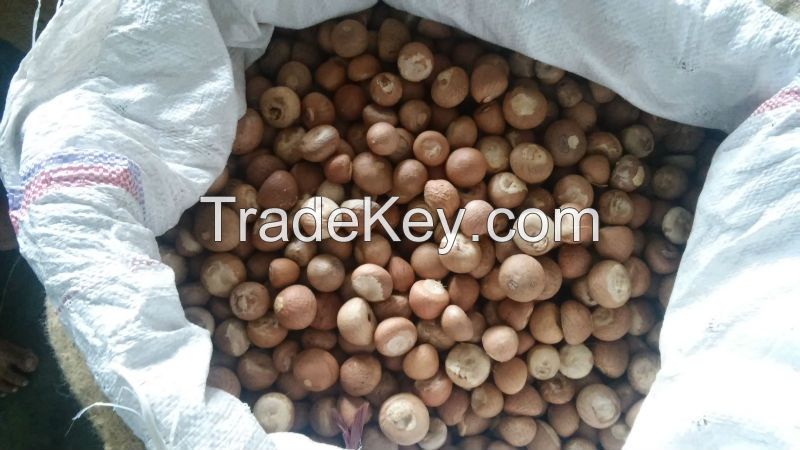 DRIED WHOLE  AND SPLIT BETEL NUT
