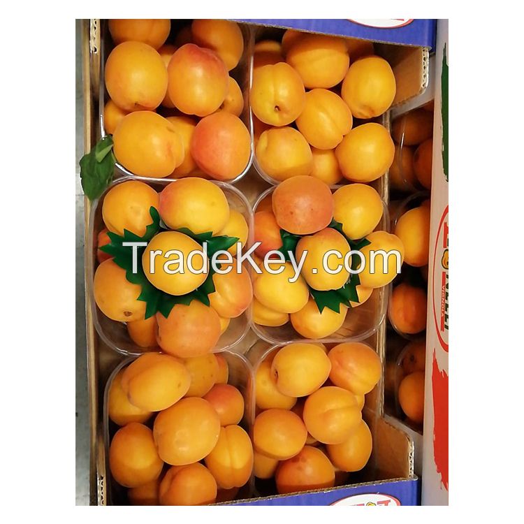 High Quality Red Apricot Fresh Apricots for Sale