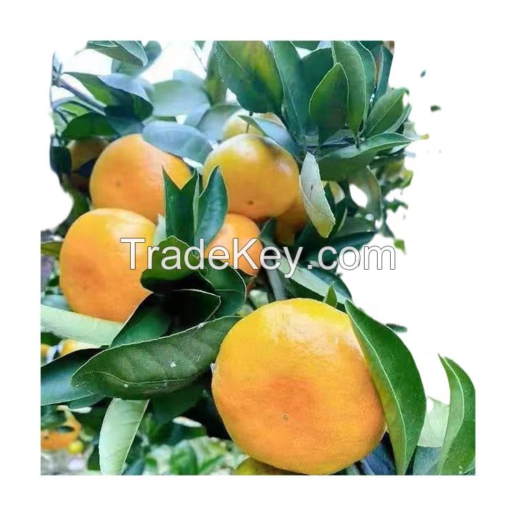 Mandarin Fresh Citrus Fruit Valencia Fresh Oranges
