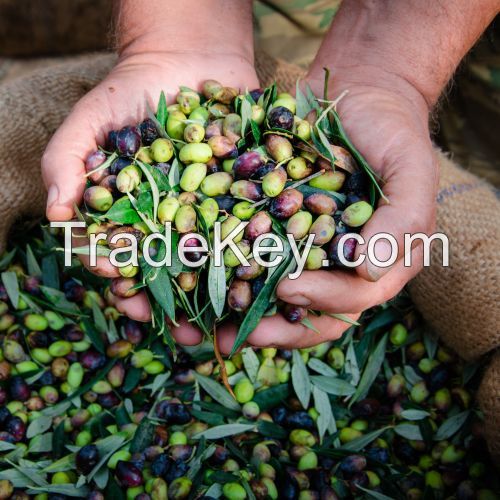 Various types of quality Fresh Olives