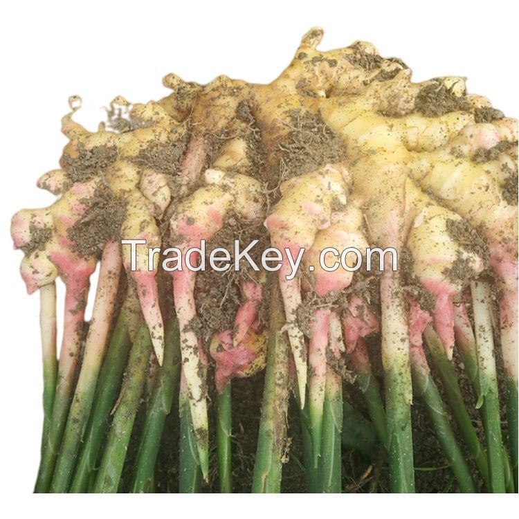 New Crops Cultivation  Fresh Ginger