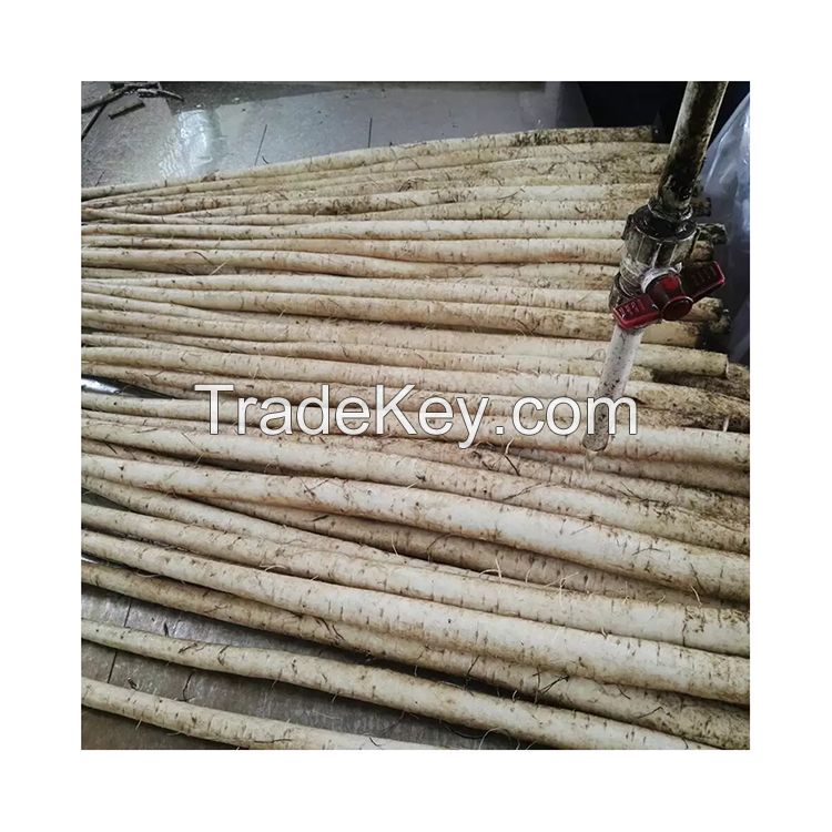 Natural High-Quality Fresh Burdock