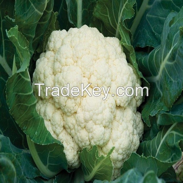 Fresh vegetable cauliflower and frozen cauliflower fresh cauliflower