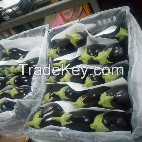 Fresh Eggplant ( Black - white )