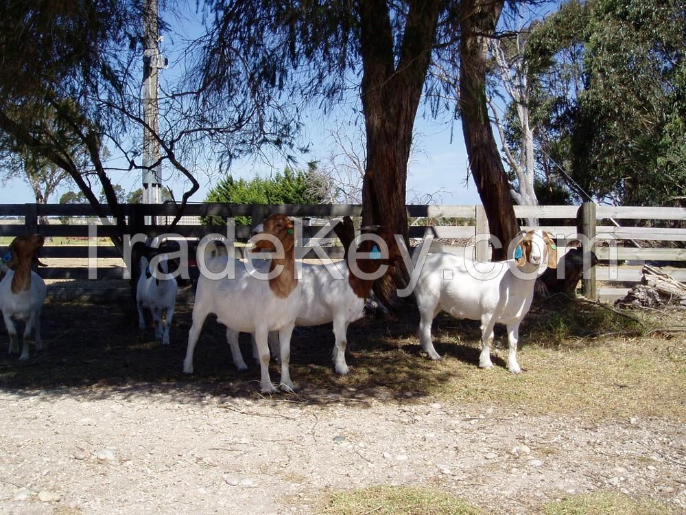 South African Boer Goat and sheep suppliers