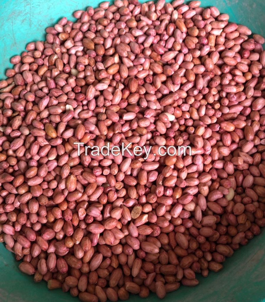 India origin bold peanut kernel high quality raw groundnut peanut sortex quality peanut