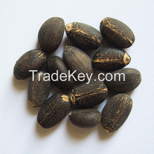 , Jatropha seeds