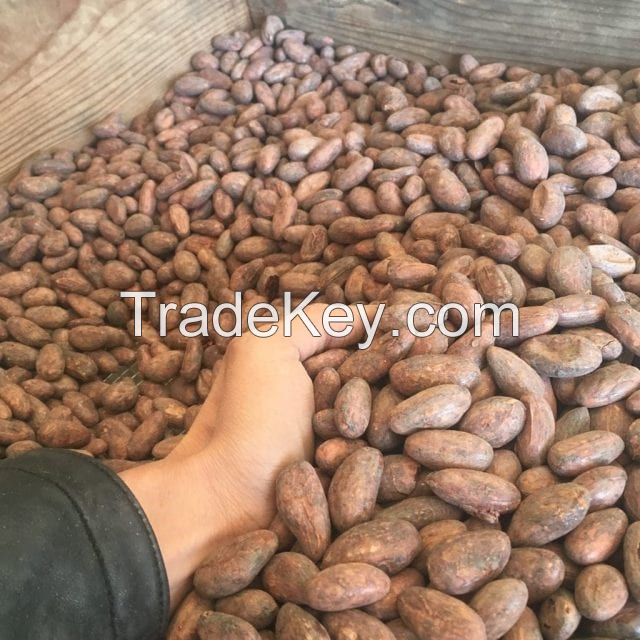 High Grade Cocoa Beans