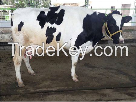 Quality Live Dairy Cows and Pregnant Holstein Heifers Cows Available.