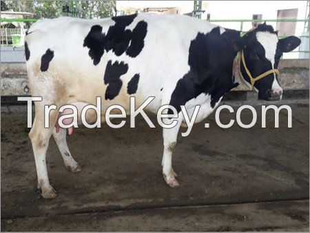 Pregnant Holstein Heifer Cows, Friesian Cattle and Other Live Cattle for Sale