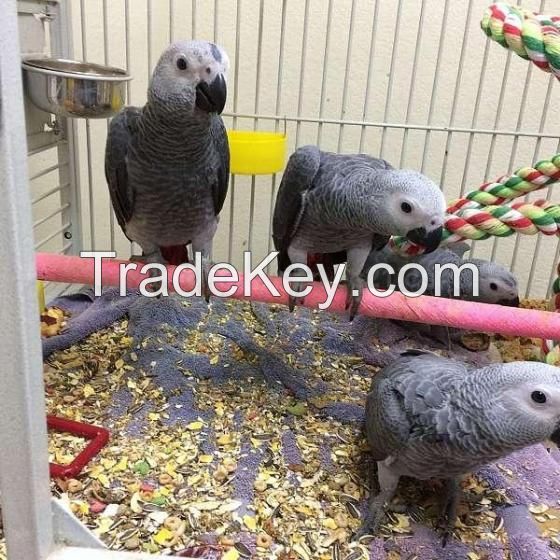 Sweet and Lovely African Grey Parrots for Sale