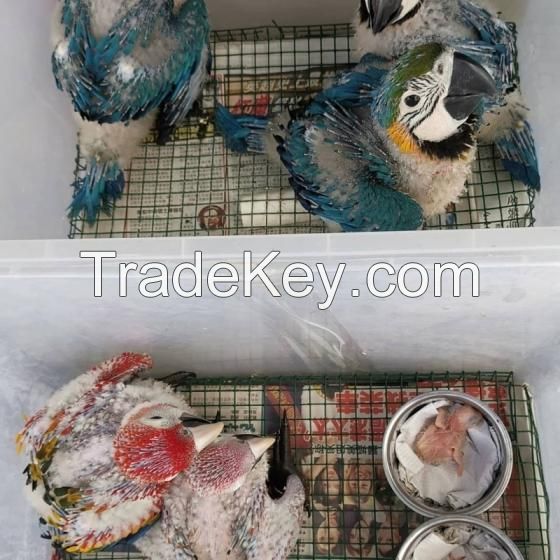 African Grey Parrot Scarlet Macaws Blue and Gold Macaws Green Wings Macaws