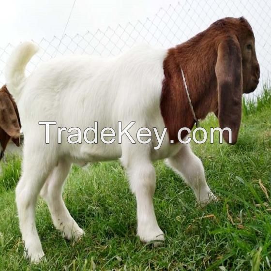 Full Blood Live Boer Goats / 100% Pureblood Mature Boar Goat, TEXEL SHEEPS, DORPER SHEEPS, RAMS AND EWE LAMBS