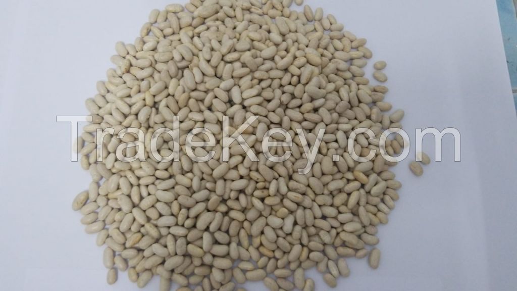 Sell White Kidney Beans