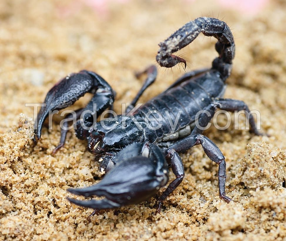 Black Scorpion