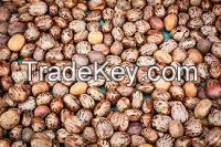 Castor Seeds