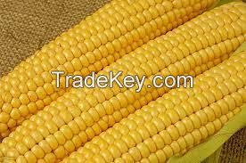 Fresh yellow corn