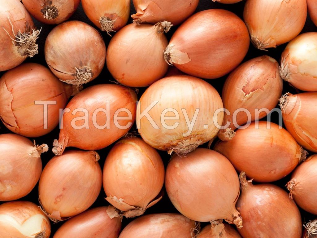 Yellow Organic Fresh Onion In Bulk For Export