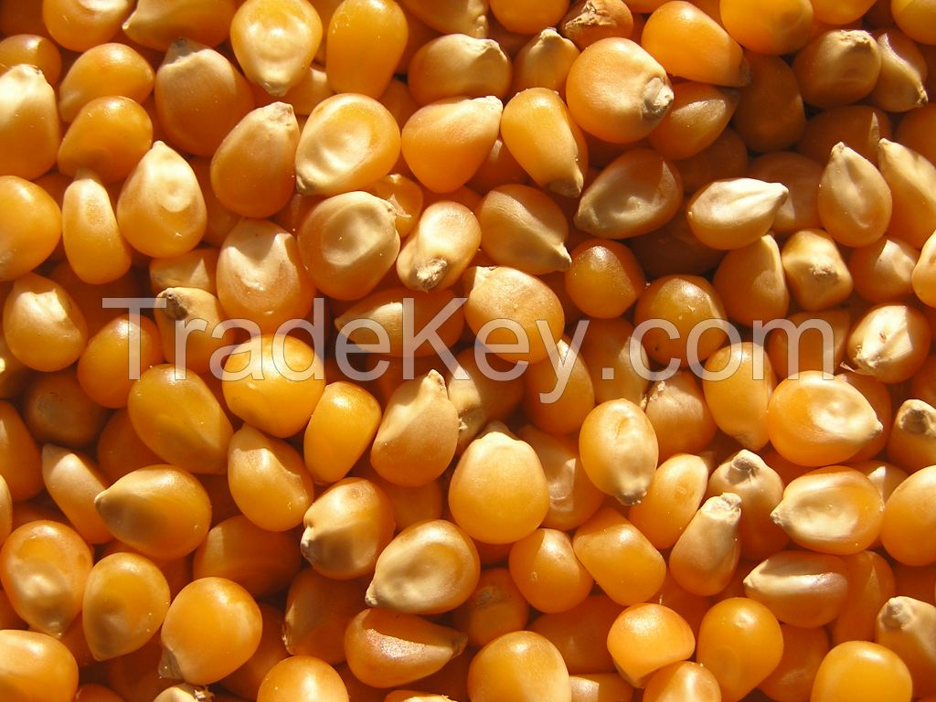 Yellow Corn