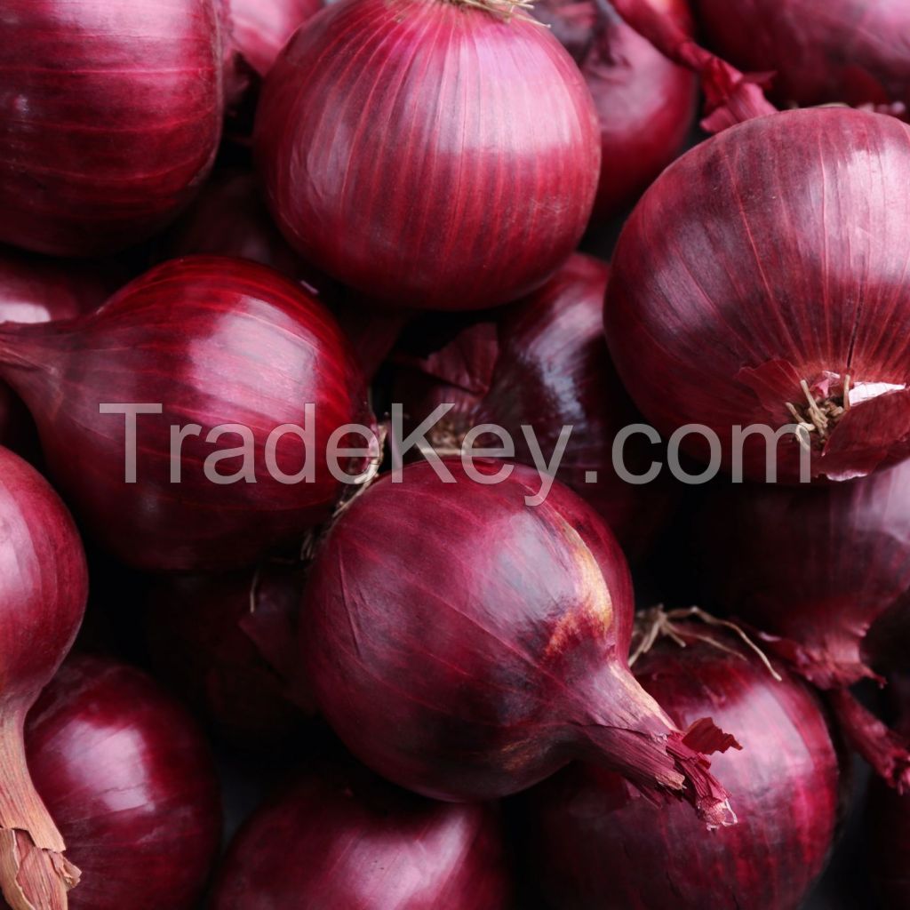 Top Quality red onion fresh red onion