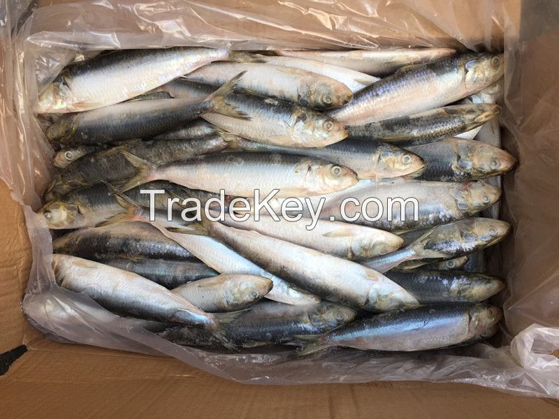 Supply Good Size 80 - 100 pcs /kg Sardine Maroc Sardines Morocco Frozen