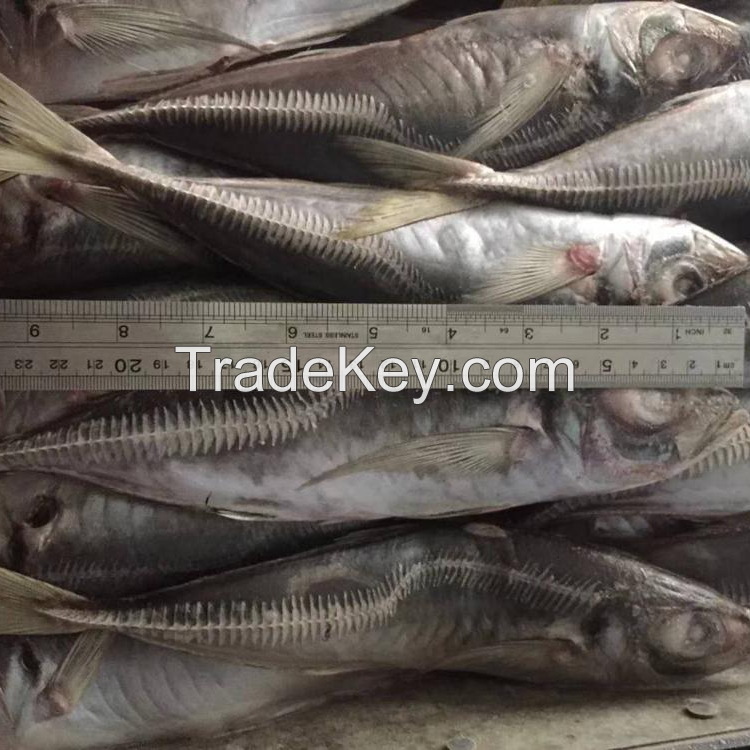 horse mackerel frozen fish