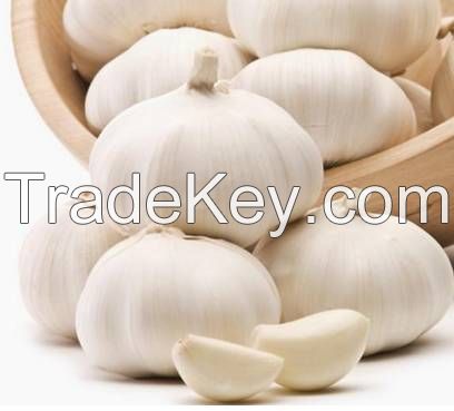 White Garlic