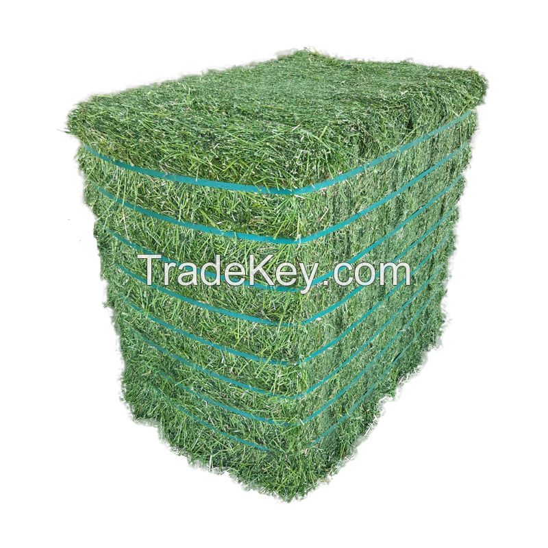 Top Quality Alfalfa Hay