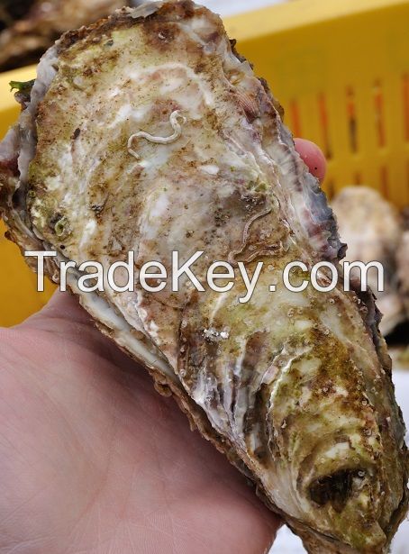 Live oyster with shell