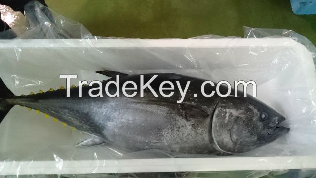 Fresh farmed blue fin tuna