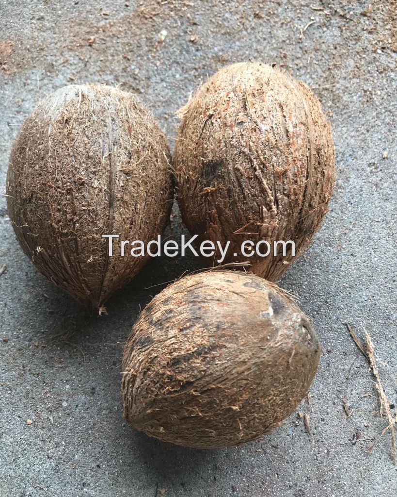 Matured Coconut