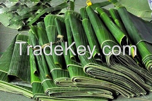 Frozen Banana Leaf_Big Thick High Quality banana leaf export