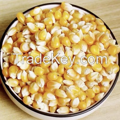 High Quality Fresh Corn From Vietnam