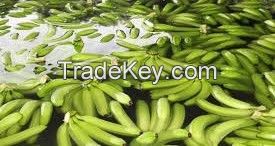 Fresh Cavendish Bananas