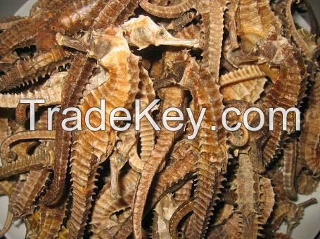 Seafood Dried Seahorse Drying