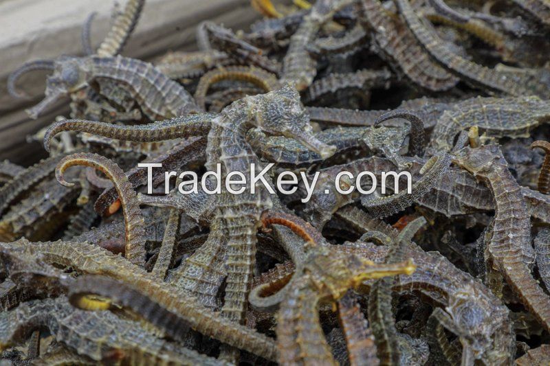 Dried Seahorse cheap price Drying AD