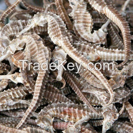 Dried Seahorse for sale