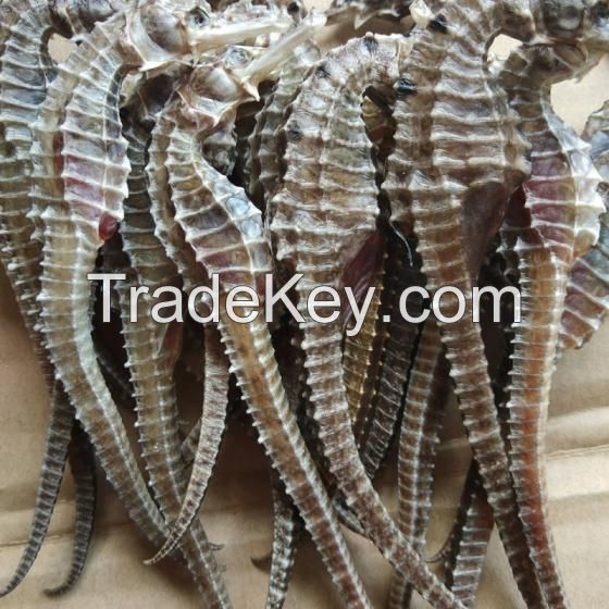 DRIED SEAHORSE S EXPORTING FROM THAI