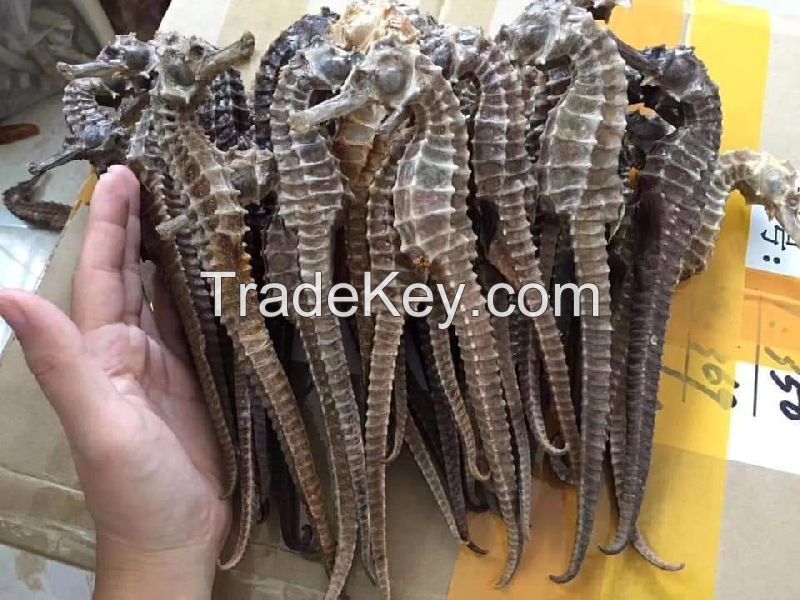 DRIED SEAHORSE S EXPORTING TYPE