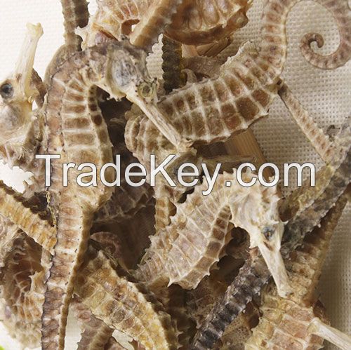 100% Pure Natural DRIED SEAHORSES